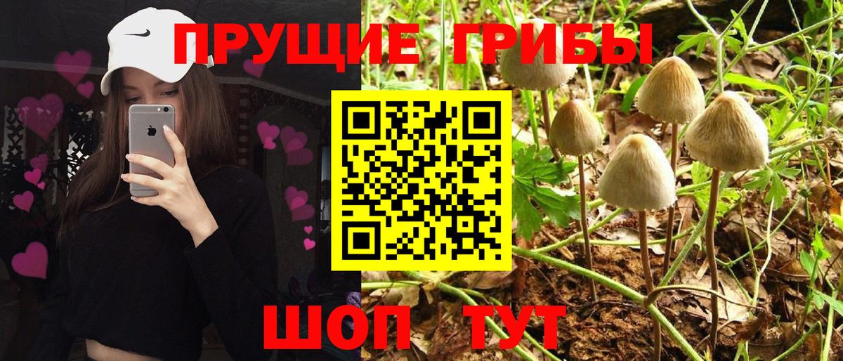 Мичуринск  Галлюциногенные грибы прущие грибы  Вход с VPN 